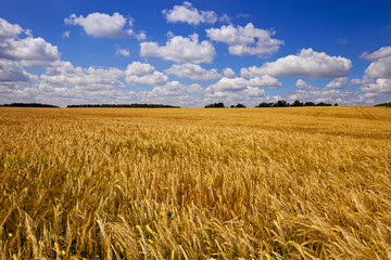 wheat field  