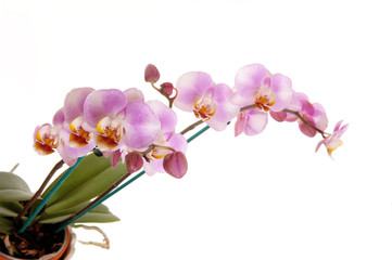 Naklejka na ściany i meble Beautiful pink orchid's.