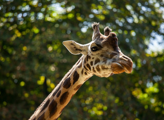 Giraffe among green trees
