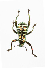 The mysterious world of insects
