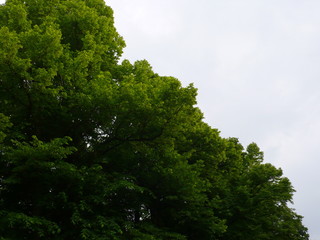 tree in the edge of a forest