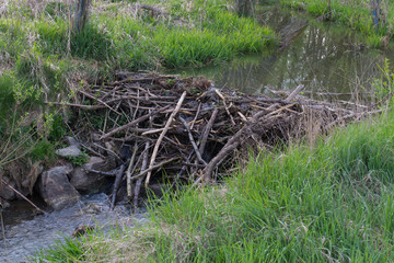 Beaver dam at a small creek