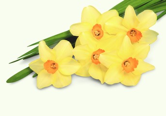 Daffodil, Flower, Bouquet.