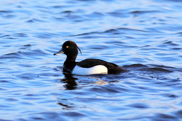 Tufted duck