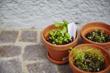 Frische Kräuter im Topf