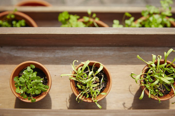 Frische Kräuter im Topf