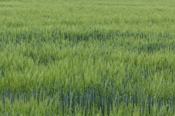 Spring landscape in Bavaria