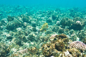 Coral reef and fish
