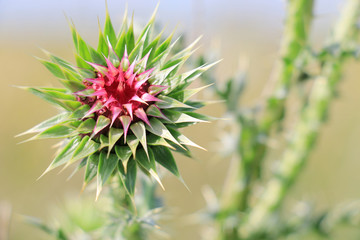 Burdock thorny flower. (Arctium lappa) on blur background