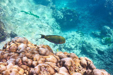 Coral reef and fish