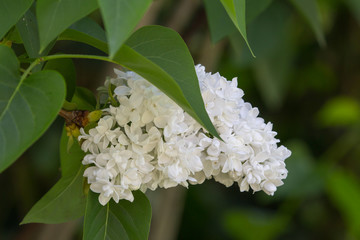 White lilac Syringa vulgaris (Oleaceae) macro
