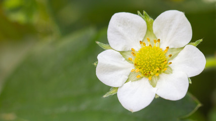 Obraz premium Strawberry flower closeup