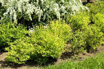 Flowering bushes in park