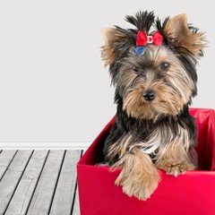 Christmas, Dog, Puppy.