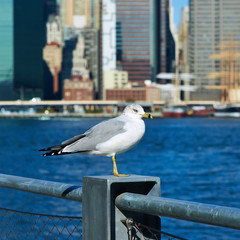 Obraz premium Seagull with Manhattan in background.