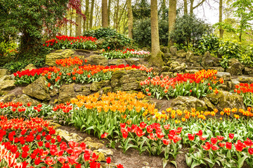 Fototapeta na wymiar Tulips park Keukenhof - flower garden in Holland