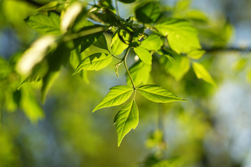 Green leaves background