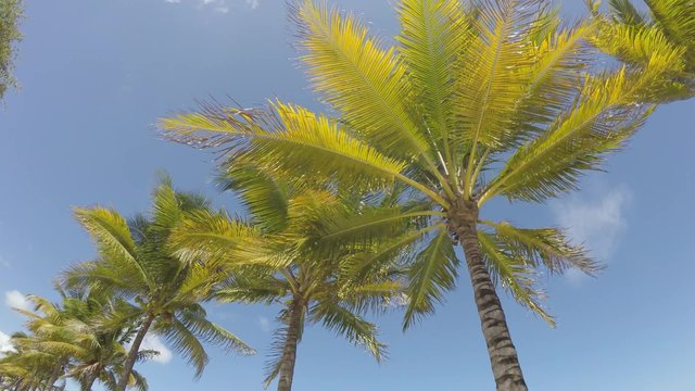 Palm Trees in Bayfront, Miami, Florida