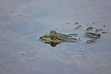 Obraz premium Teichfrosch im Wasser 