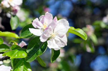 Blooming apple tree; beautiful white blossoms, shallow field