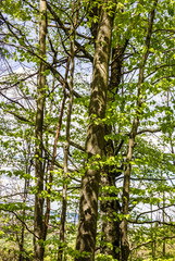 Fototapeta premium green trees, forest in spring, Bavaria, Germany