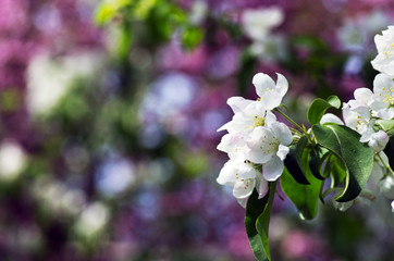 closeup of the pear blossom in spring