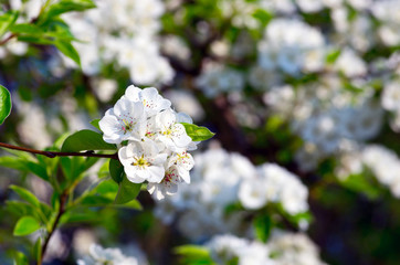closeup of the pear blossom in spring