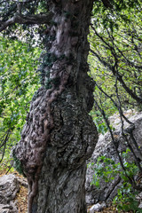 Fototapeta na wymiar cedar tree trunk, green forest, Crimea, Russia