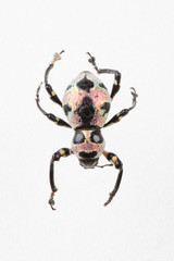 The mysterious world of insects
