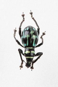 The mysterious world of insects
