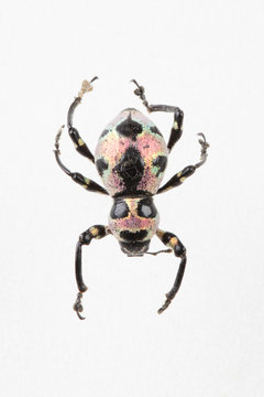 The mysterious world of insects
