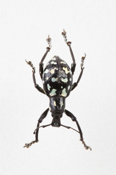 The mysterious world of insects
