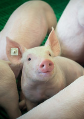 Schweinehaltung, Blick eines Ferkels aus der Schweinebucht