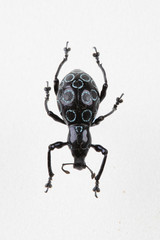 The mysterious world of insects
