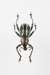 The mysterious world of insects
