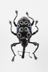 The mysterious world of insects
