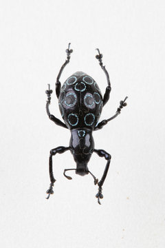 The mysterious world of insects
