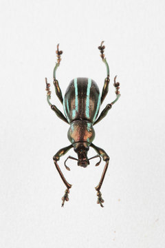 The mysterious world of insects
