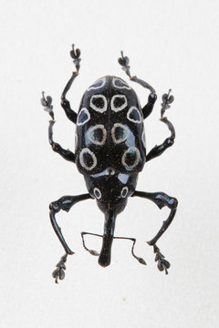 The mysterious world of insects
