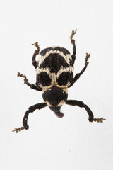 The mysterious world of insects
