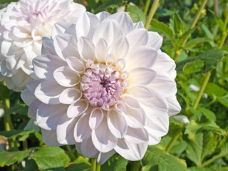 Obraz premium Dahlien