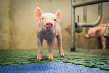 Kleines Ferkel in Abferkelbucht streckt die Zunge raus © Countrypixel