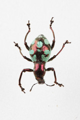 The mysterious world of insects

