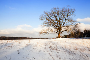 tree in the field  