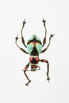 The mysterious world of insects
