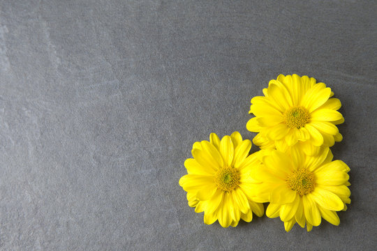 Fototapeta Yellow Chrysanthemum on slate background