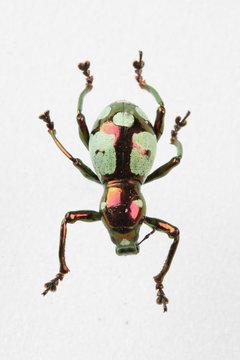The mysterious world of insects

