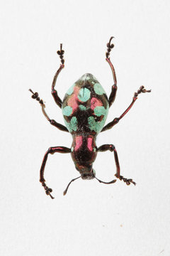 The mysterious world of insects
