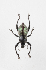 The mysterious world of insects
