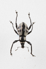 The mysterious world of insects
